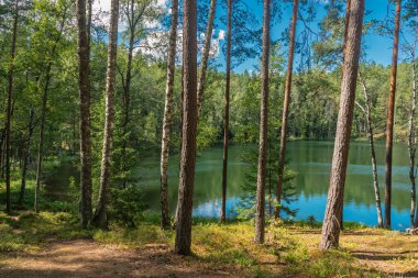 Letonya 'nın Latgale bölgesindeki Orman Gölü Velnezers veya Chertoks