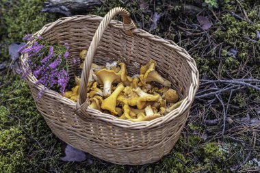 Toplanmış Chanterelle mantarları ve ormanda çiçek açan fundalarla dolu bir sepet.