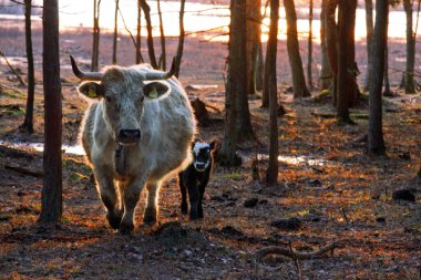 Letonya 'daki Engure Gölü Milli Parkı' nda buzağılı inek.