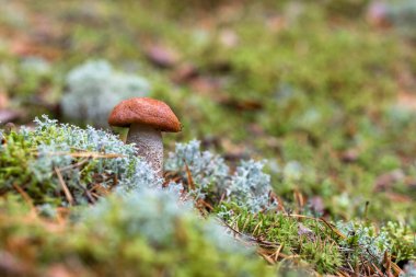 Turuncu başlıklı boletus (lat. Leccinium aurantiacum) Yosunlu ormanda yetişen mantar