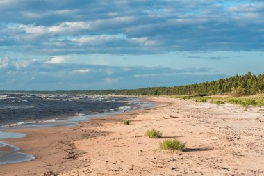 Empty sandy beach of Baltic sea at sunny summer day clipart