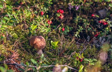 Küçük Porcini mantarı (Boletus Edulis), güneşli Ağustos gününde ormanda yeşil yosun, çam iğnesi ve yaban mersini çalılarının arasında saklanır..