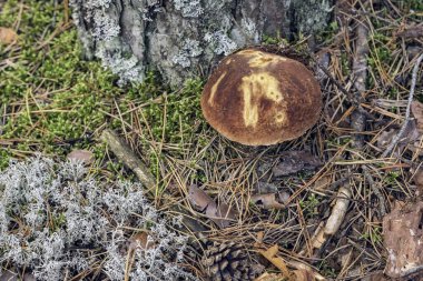 Porcini mantarı (Boletus Pinophilus) ağacın altındaki çam ormanında yetişmektedir. Üst görünüm.