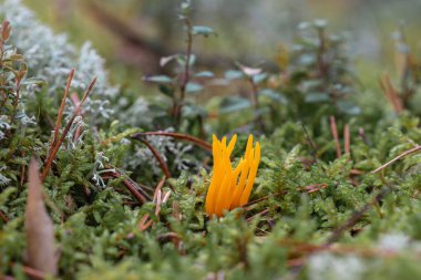 Bright yellow Coral fungi (probably Ramaria aurea) is growing in the forest in Latvia, Europe clipart