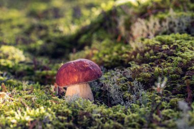 Tek mantarlı Boletus pinophilus, yaygın olarak çam paleti ya da çam ağacı kralı Bolete olarak bilinir. Güneşli bir günde ormanda yetişen yeşil yosunlar arasındadır.