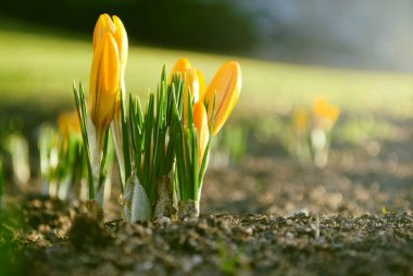 Güzel sarı çiçek baharda güneşli çimlerde yetişiyor.