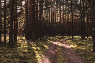 Güneşli bir günde çam ormanında ayak izleri.