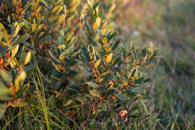 Myrica gale, commonly bog-myrtle, sweet willow, Dutch myrtle and sweetgale shrub is growing at August in Engure, Latvia clipart