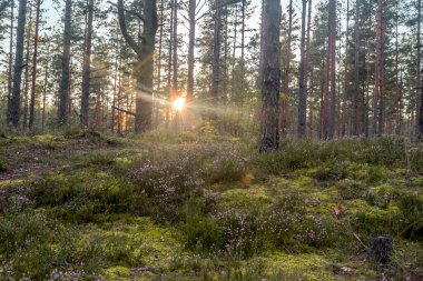 Çiçekli funda ya da ling (lat. Çam ormanında güneşli bir yaz akşamında