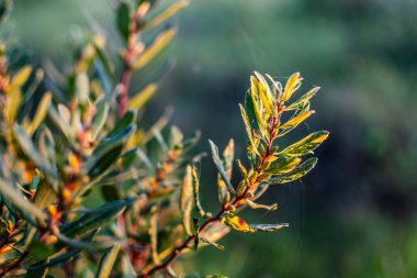 Myrica Gale, sıklıkla bataklık-mersin, tatlı söğüt, Hollanda mersin ve tatlı çalı ağacı ağustosta Letonya 'nın Engure kentinde büyüyor.