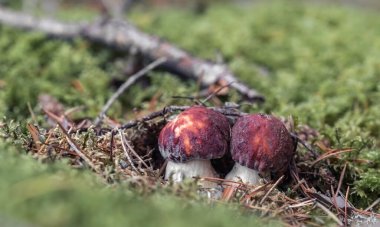 Two small Porcini mushrooms (Boletus pinophilus), commonly known as the pine bolete or pinewood king bolete growing in the forest clipart