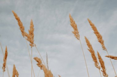 Leymus arenarius genellikle kum çimi, deniz lyme otu ya da gökyüzüne karşı Lyme otu olarak bilinir.