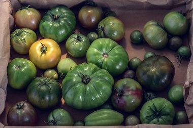 İçerideki kutuda çeşitli yeşil domatesler olgunlaşıyor.