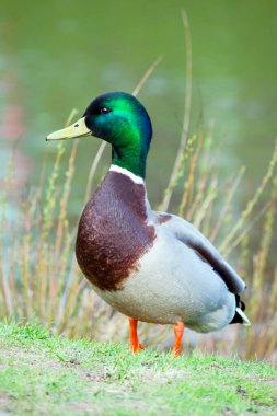 Yaban ördeği erkek portresi (mallard, lat. Anas platyrhynchos) İlkbaharda genç çimenler göletin yanında duruyor