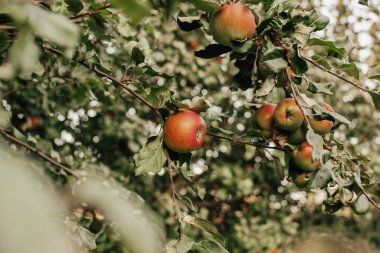 Meyve bahçesinde güneşli yaz gününde olgun sarı elmalarla elma dalı