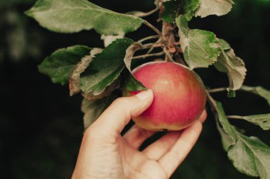 Kadının eli bahçedeki olgun elmayı koparır.