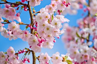 Mavi gökyüzü arka planında kiraz çiçeği dalı