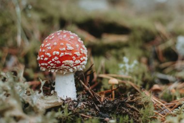 Taze tarımsal mantarlar (lat. Ormanda yetişen Amanita muscaria