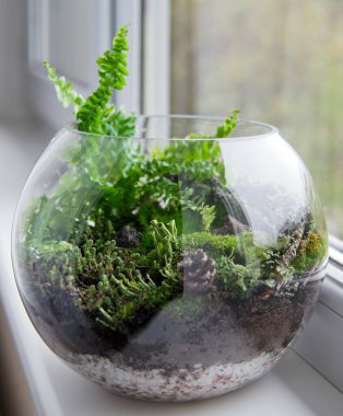 Glass florarium with Doryopteris Cordata plant, different kinds of moss, lichen (Cladonia fimbriata, Foliose lichen), some dry branches, stones, pine coin, soil, graven. Forest at home concept. clipart