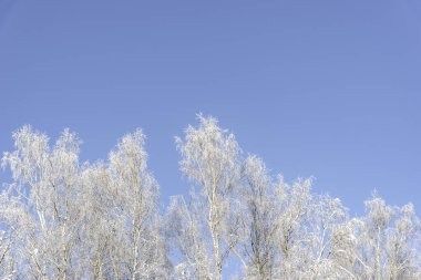 Soğuk huş ağacının tepeleri mavi gökyüzü arka planında güneşli kış gününde