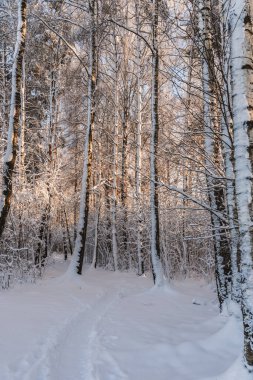 Güneşli kış gününde ormanda karla kaplı bir patika.