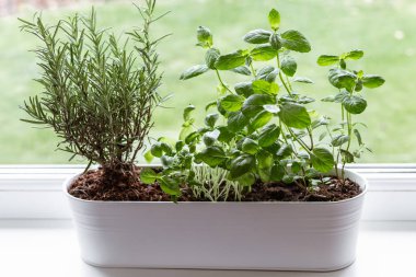Taze fesleğen, nane ve biberiye pencere kenarındaki büyük bir saksıda yetişiyor. Pencere mini bahçe konsepti.