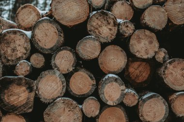 Ormanda çam ağaçları.