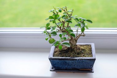 Küçük bonsai ağacı Carmona Microphylla - oval, koyu yeşil yapraklı tropikal, yeşil dendroid çalı, üzerinde küçük beyaz noktalar büyüyen bir pencere pervazında çiçek saksısı