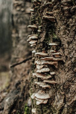 A group of Polypores are growing on the tree trunk in the forest clipart