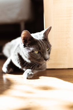 Rus mavi kedisi güneşli odada güneşleniyor.