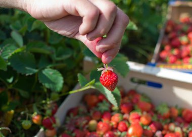 Erkek eli çiftlikteki kutuya çilek koyuyor.