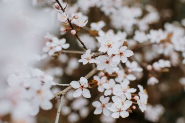 İlkbaharda kiraz çiçeği