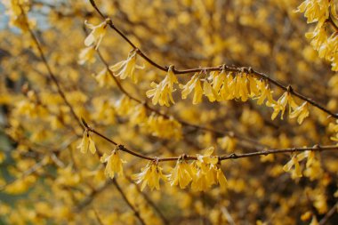 Güneşli bir bahar gününde Forsythia çalılarının çiçek açmasına yakından bakın.