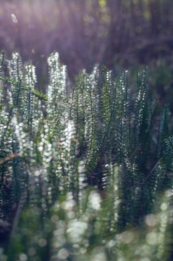 Lycopodium fabrikası ile soyut arkaplan