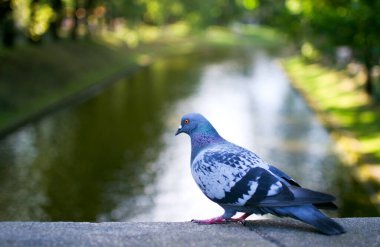 Genel güvercin portresi (lat. Kolomb Livia). Arka planda Riga City Kanalı, bulanık, güzel Bokeh