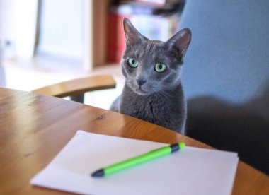 Russian blue cat is sitting in the chair at the round table in a home office clipart