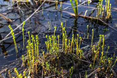 Baharda göl kıyısında bir sürü taze eğrelti otu yetişiyor.