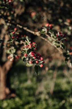 İlkbaharda çiçek tomurcukları olan elma dalı