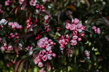 Baharda açan kırmızı çiçekli dekoratif elma ağacı dalı