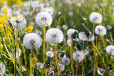 Karahindiba başları (Taraxacum), güneşli bahar gününde bir çayırda büyüyen çiçek.