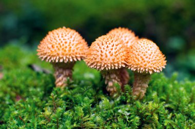 Shaggy scalycap (Pholiota squarrosa) mushroom is growing in the mossy forest clipart