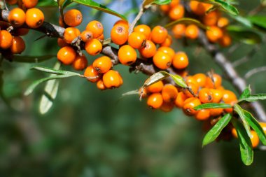 Deniz dikeni dalı (Hippophae)
