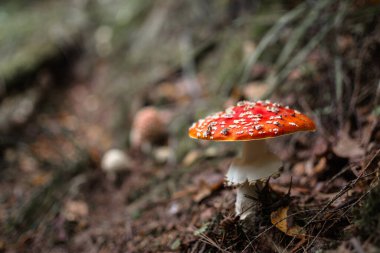 Sinek mantarı (lat. Ormanda yetişen Amanita muscaria