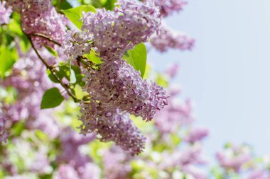 Mavi arkaplanda çiçek açan leylak (şırınga) dalları.