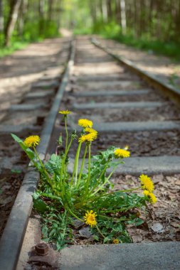 Sarı karahindibalar (Taraxacum) ormandaki eski dar ölçülü demiryolunda yetişiyor.