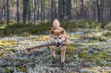Shiba inu köpeği ağzında tahta bir sopayla ormanda yürüyor.