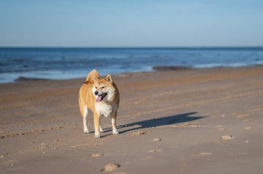 Shiba inu köpeği güneşli bir günde kumsalda yürüyor.