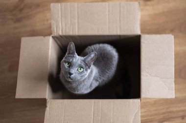 İçerideki kutuda Rus Mavi Kedisi