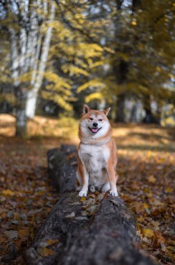 Güneşli bir Ekim gününde Red Shiba Inu köpeği devrilmiş bir ağaçta oturuyor. Düşen sonbahar yaprakları toprağı kapladı..
