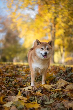 Bir Red Shiba Inu köpeği güneşli bir Ekim gününde parktaki düşen sonbahar yapraklarıyla kaplı olarak yerde duruyor.